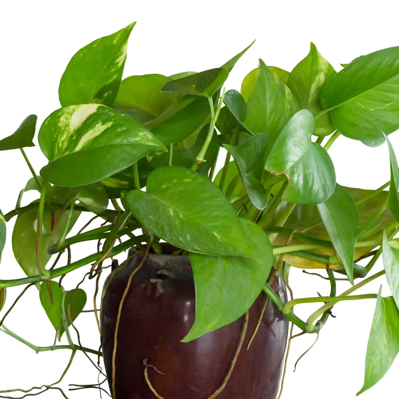 Epipremnum aureum – Pothos Doré (Scindapsus doré)