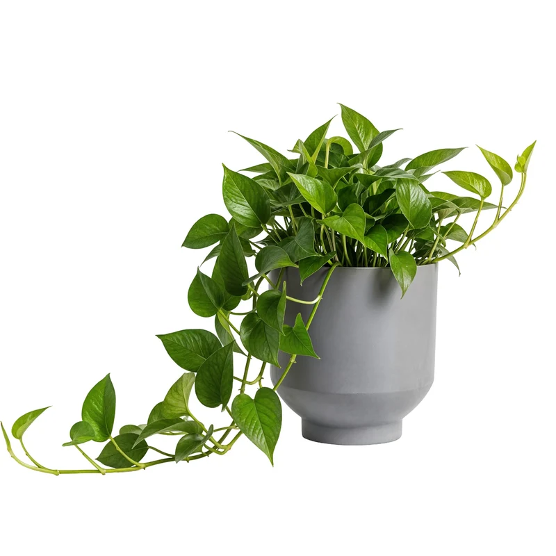 Epipremnum aureum – Pothos Doré (Scindapsus doré)