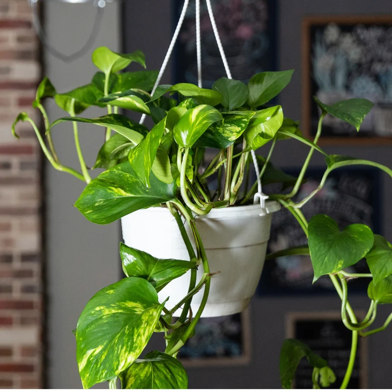Epipremnum aureum – Pothos Doré (Scindapsus doré)