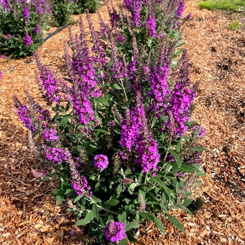 Buddleia x Birthday Cake™ – Buddléia Birthday Cake™