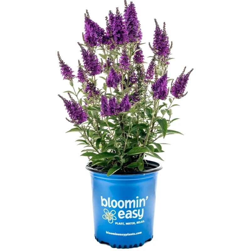 Buddleia x Birthday Cake™ – Buddléia Birthday Cake™