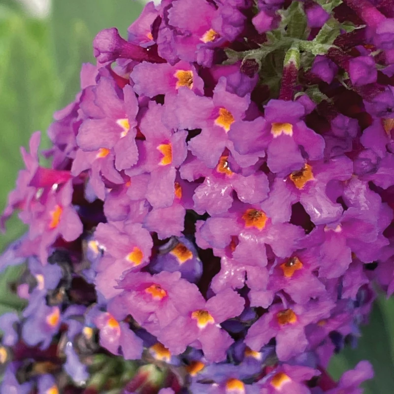 Buddleia x Birthday Cake™ – Buddléia Birthday Cake™