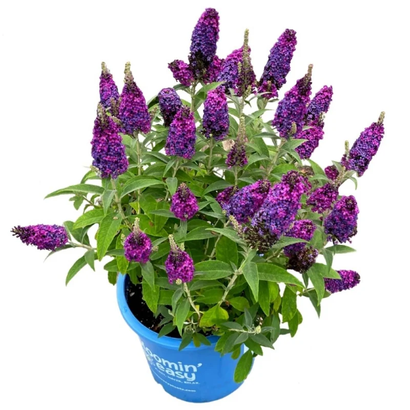 Buddleia x Birthday Cake™ – Buddléia Birthday Cake™