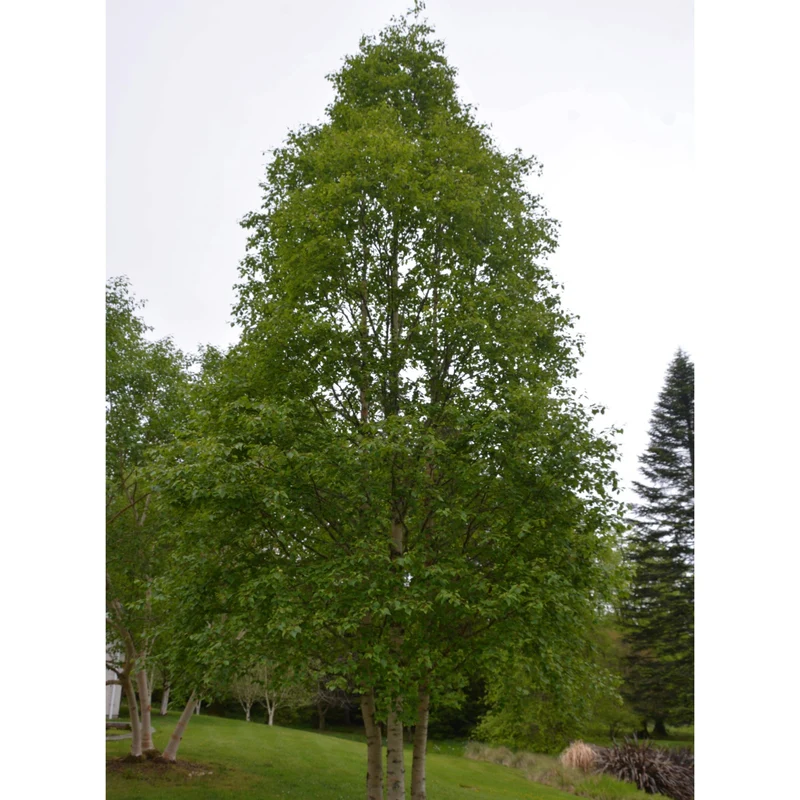 Betula platyphylla 'Fargo' - Dakota Pinnacle® – Bouleau Dakota Pinnacle®