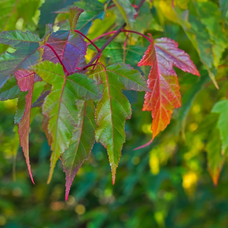 Acer tataricum subsp. ginnala – Érable de l'Amur