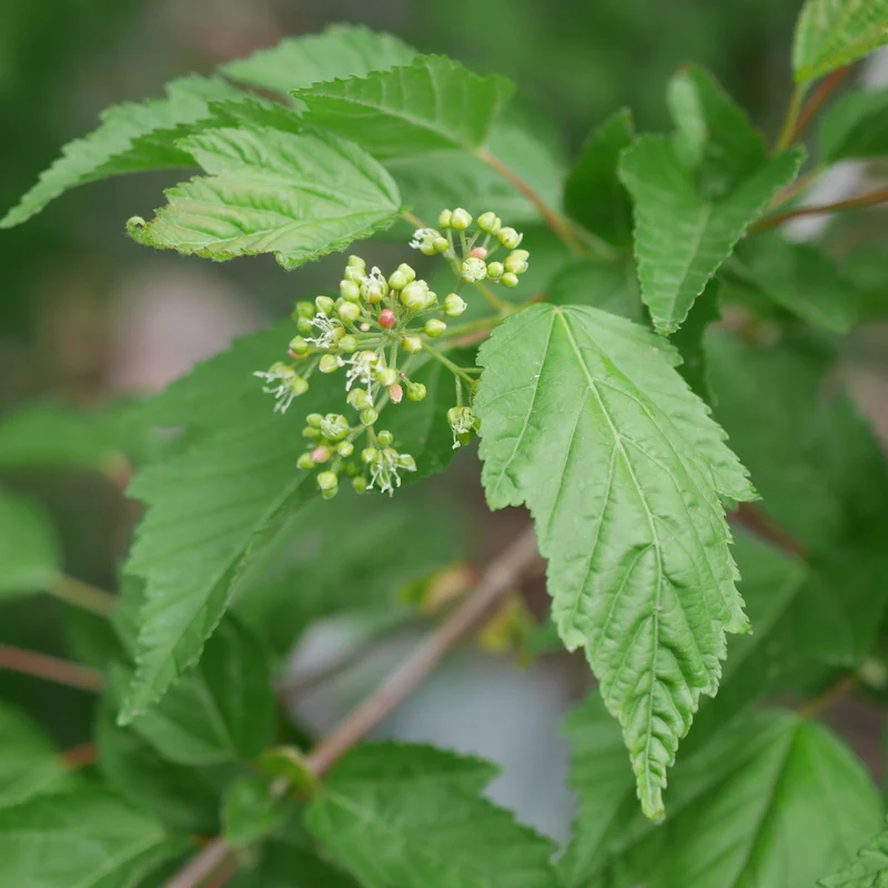 Acer tataricum subsp. ginnala – Érable de l'Amur