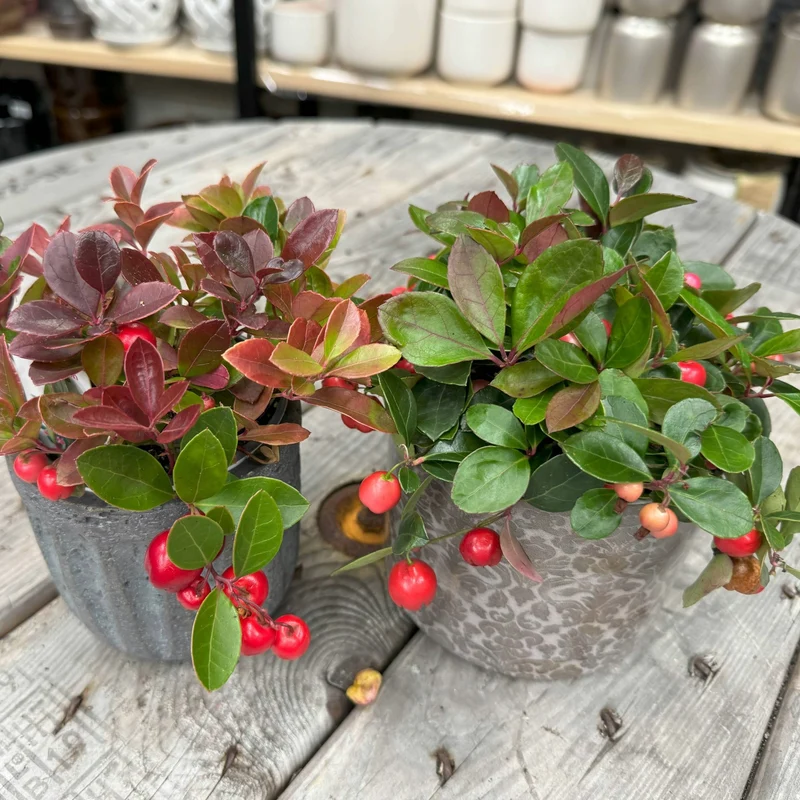Gaultheria procumbens – Thé des bois
