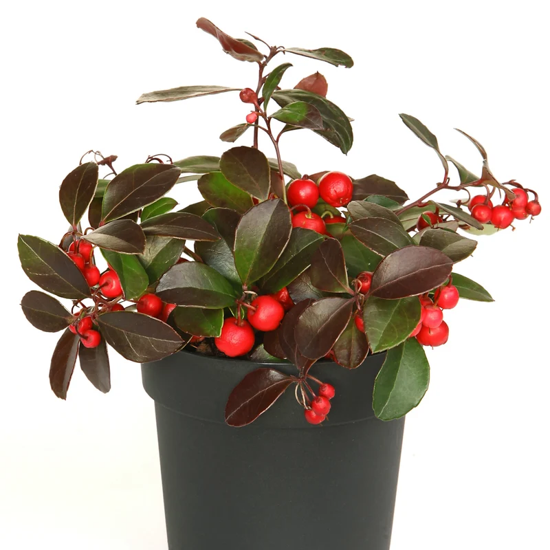 Gaultheria procumbens – Thé des bois