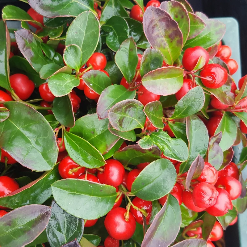 Gaultheria procumbens – Thé des bois