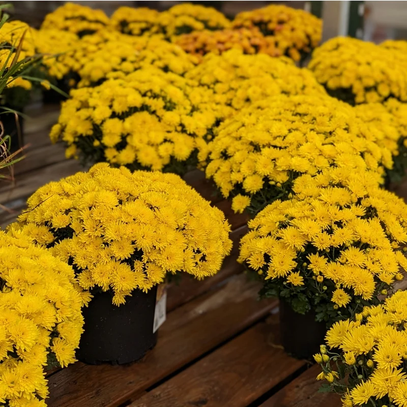 Chrysanthemum x morifolium (décoratif) – Chrysanthème d'automne décoratif
