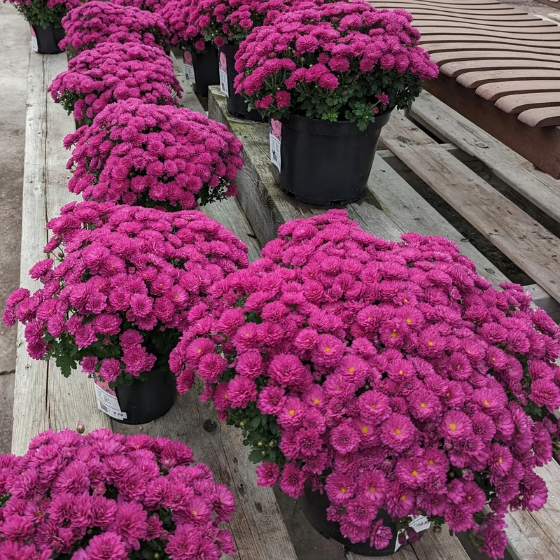 Chrysanthemum x morifolium (décoratif) – Chrysanthème d'automne décoratif
