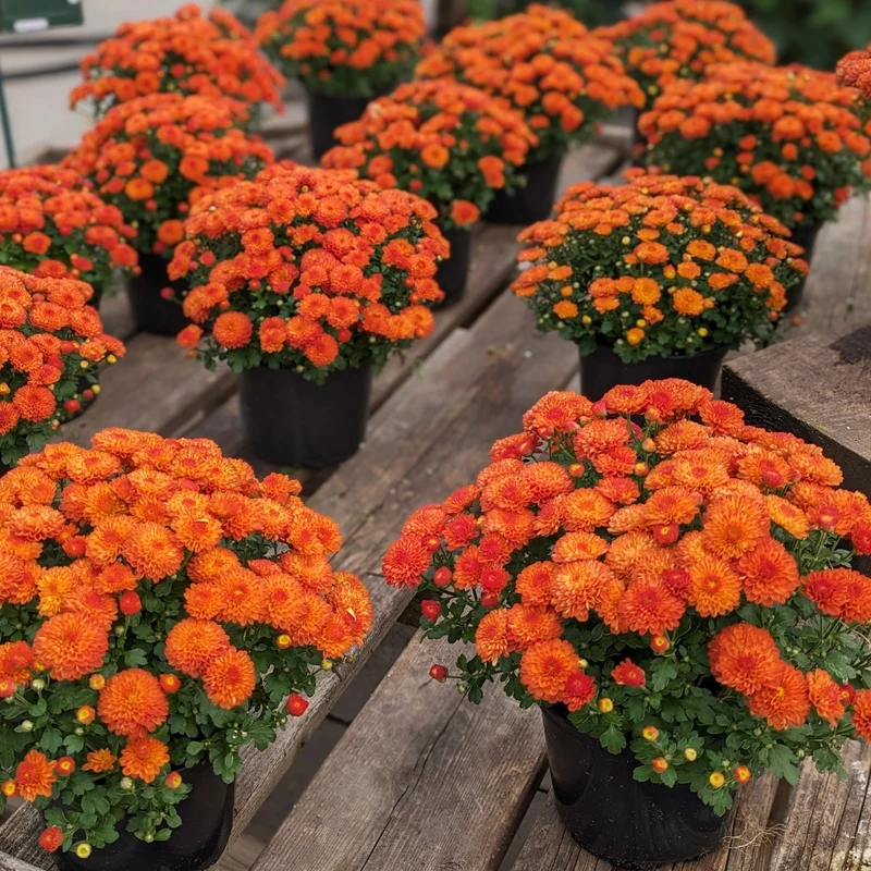 Chrysanthemum x morifolium (décoratif) – Chrysanthème d'automne décoratif