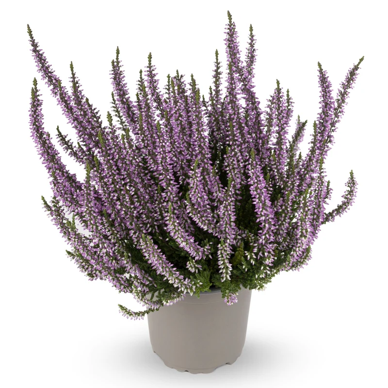 Calluna vulgaris Série Garden Girls® 'Hilda' – Bruyère commune 'Hilda'