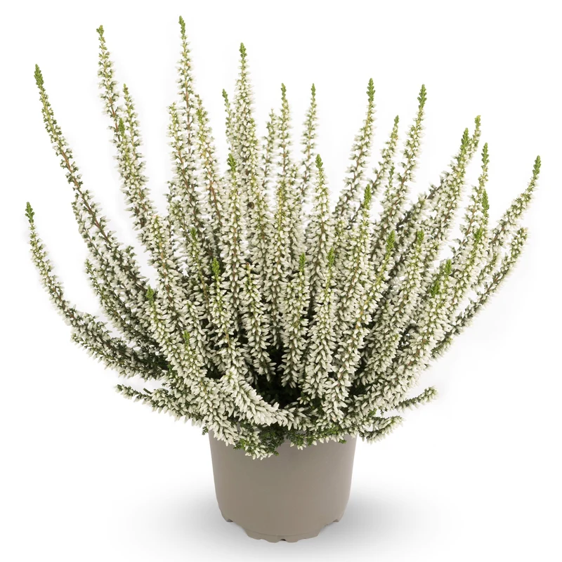 Calluna vulgaris Série Garden Girls® 'Alicia' – Bruyère commune 'Alicia'