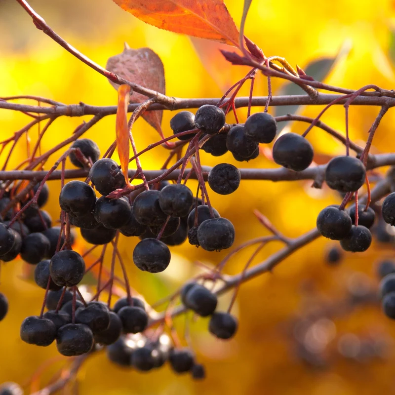 Aronia melanocarpa 'Autumn Magic' – Aronie à fruits noirs 'Autumn Magic'