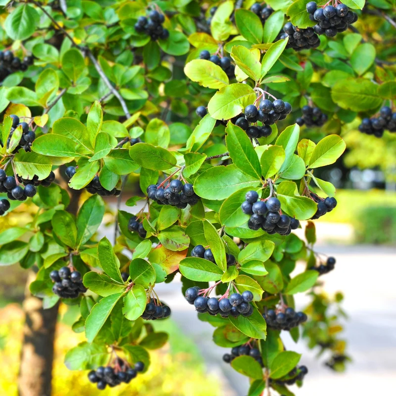 Aronia melanocarpa 'Autumn Magic' – Aronie à fruits noirs 'Autumn Magic'