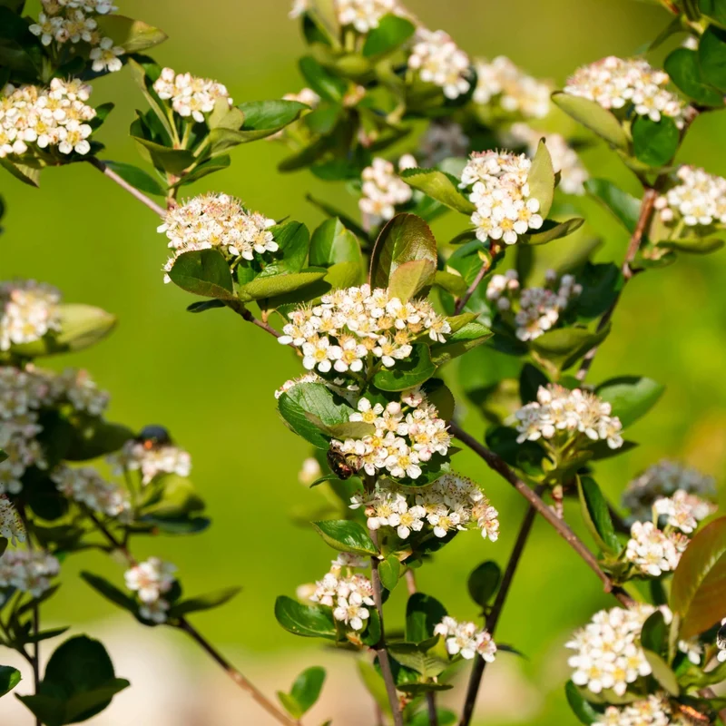 Aronia melanocarpa 'Autumn Magic' – Aronie à fruits noirs 'Autumn Magic'