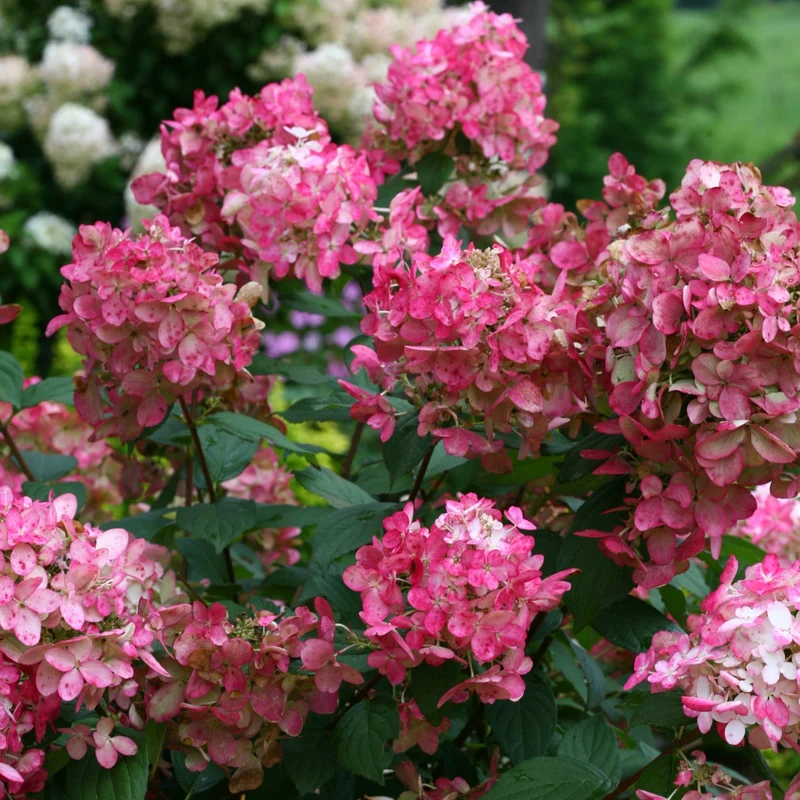 Hydrangea paniculata Fire Light® – Hydrangée paniculée Fire Light®