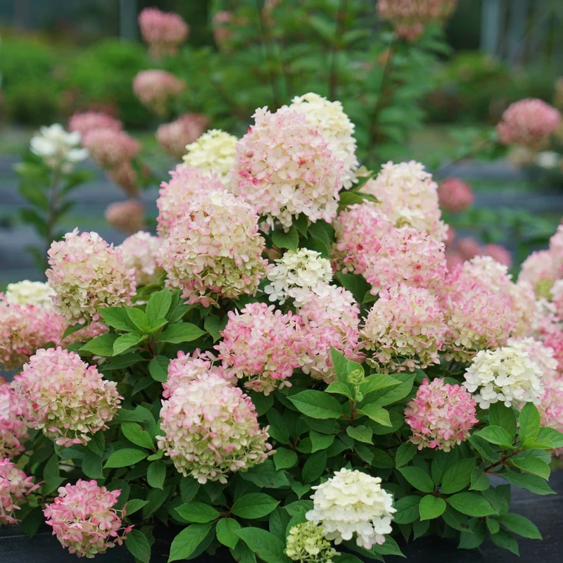 Hydrangea paniculata Fire Light® – Hydrangée paniculée Fire Light®