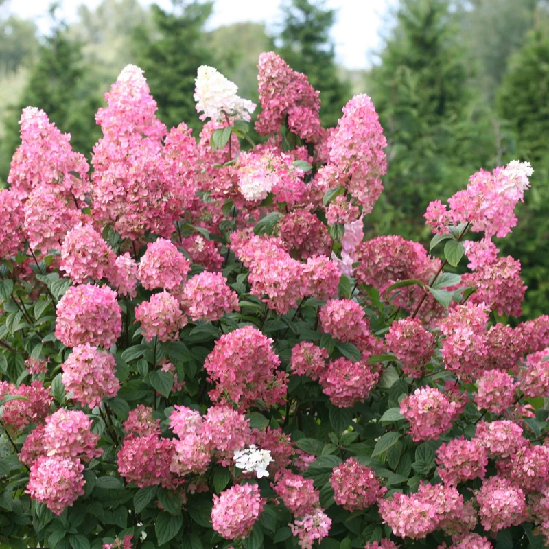 Hydrangea paniculata Fire Light® – Hydrangée paniculée Fire Light®