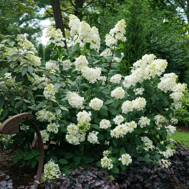 Hydrangea paniculata Fire Light® – Hydrangée paniculée Fire Light®
