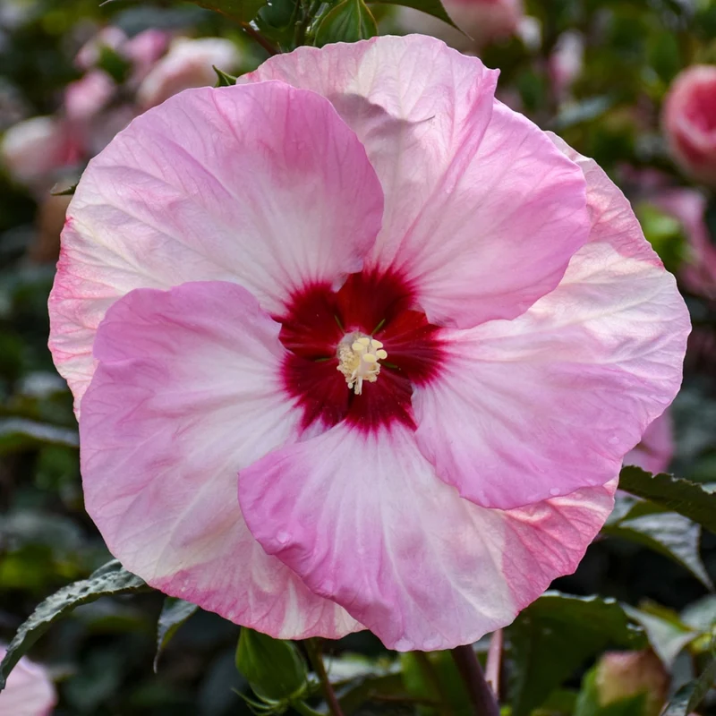 Hibiscus moscheutos Summerific® 'Spinderella' – Ketmie des marais Summerific® 'Spinderella'