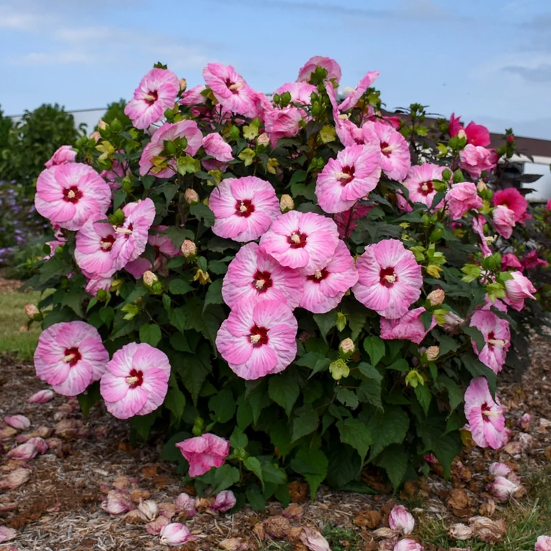 Hibiscus moscheutos Summerific® 'Spinderella' – Ketmie des marais Summerific® 'Spinderella'