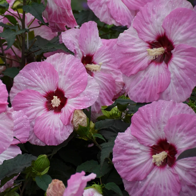Hibiscus moscheutos Summerific® 'Spinderella' – Ketmie des marais Summerific® 'Spinderella'