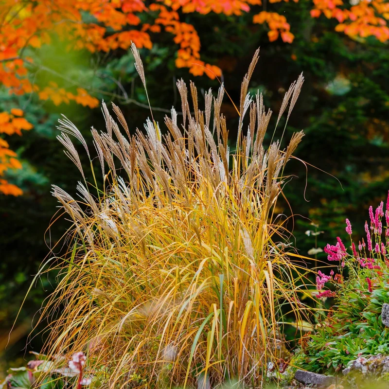 Miscanthus sinensis 'Purpurascens' - Roseau de Chine 'Purpurascens'