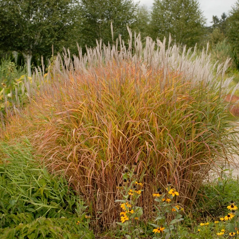 Miscanthus sinensis 'Purpurascens' - Roseau de Chine 'Purpurascens'