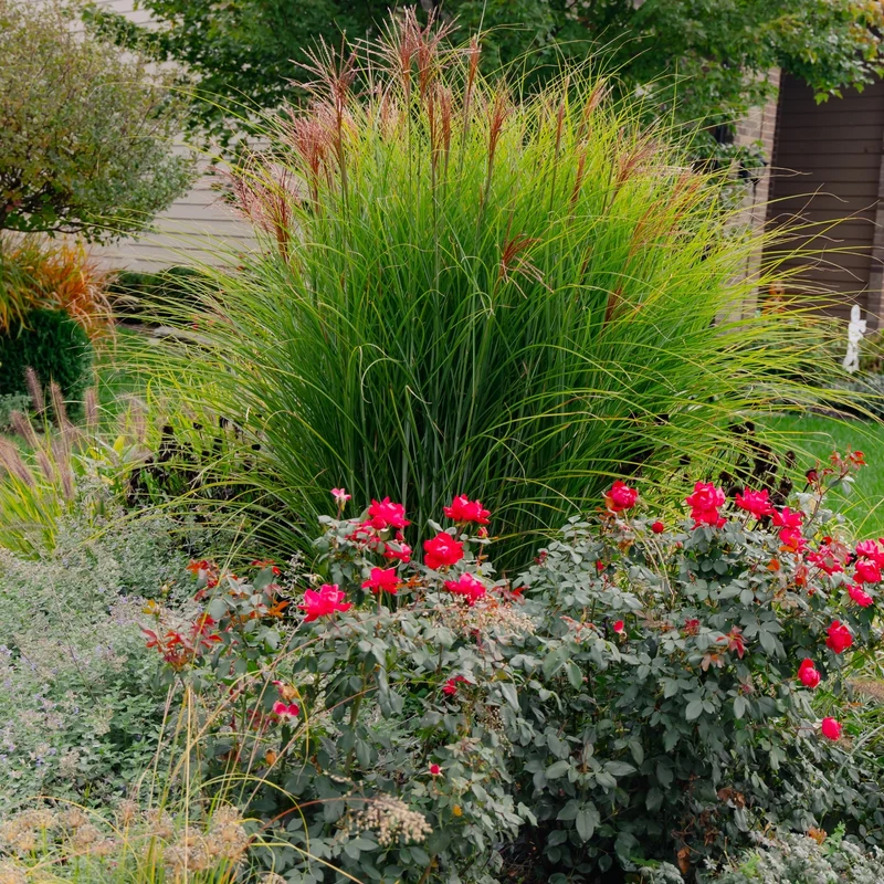 Miscanthus sinensis 'Purpurascens' - Roseau de Chine 'Purpurascens'