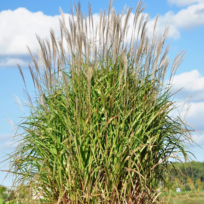 Miscanthus sinensis 'Purpurascens' - Roseau de Chine 'Purpurascens'