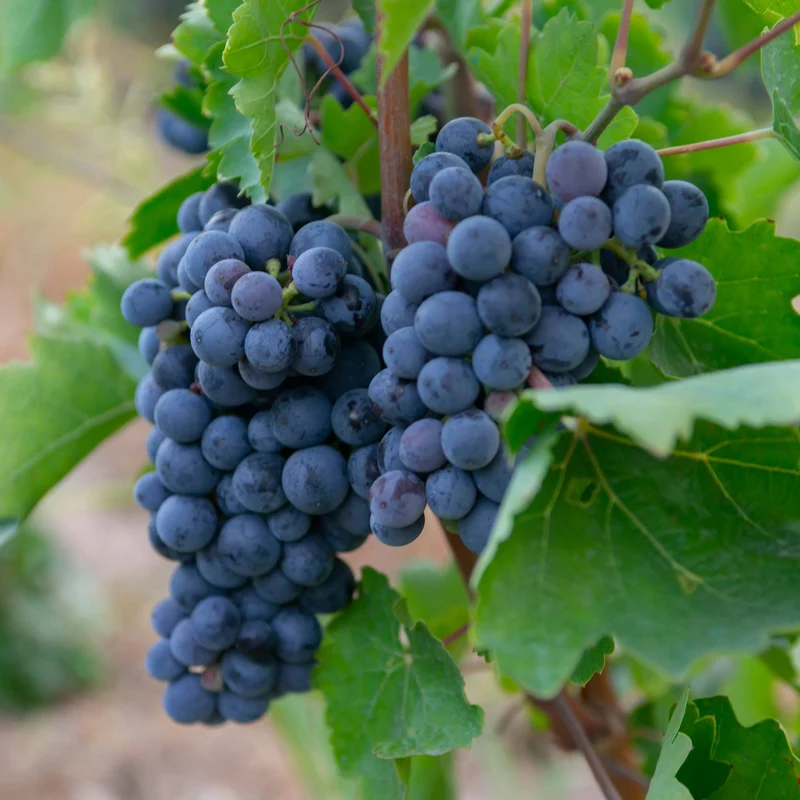 Vigne à raisins 'Montreal Blue' - Vitis 'Montreal Blue'