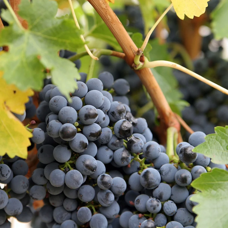Vigne à raisins 'Montreal Blue' - Vitis 'Montreal Blue'