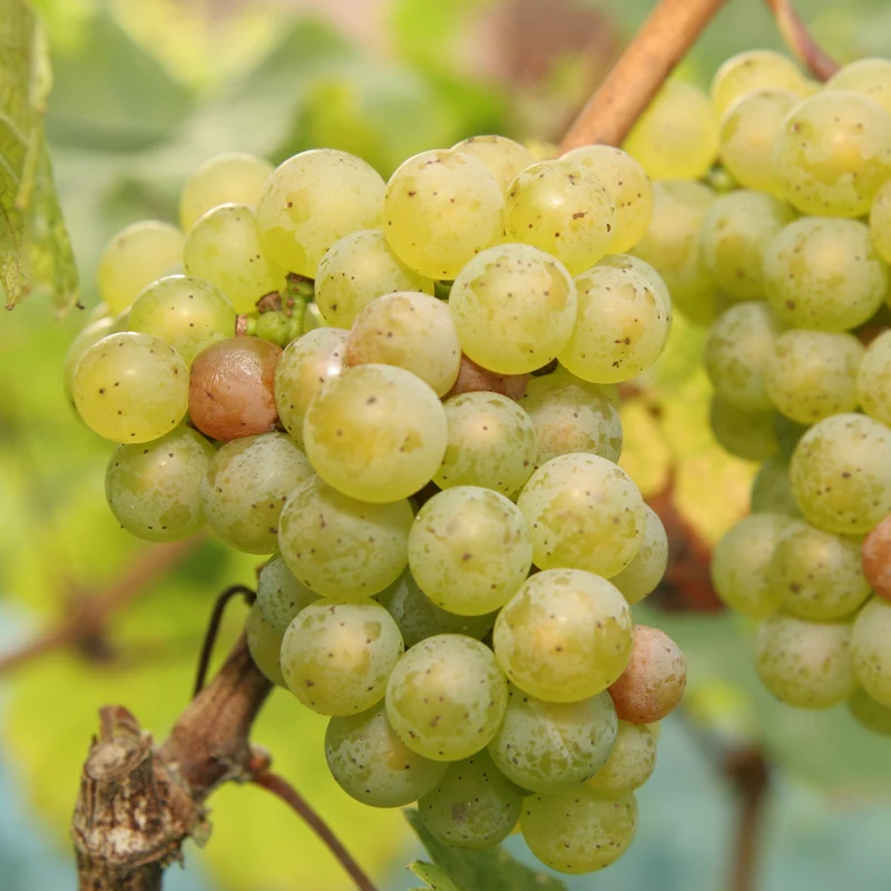 Vigne à raisins 'Prairie Star' - Vitis 'Prairie Star'