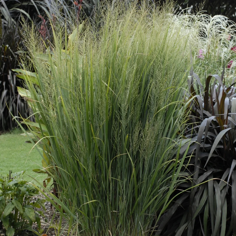 Panicum virgatum 'Northwind' – Panic érigé 'Northwind'