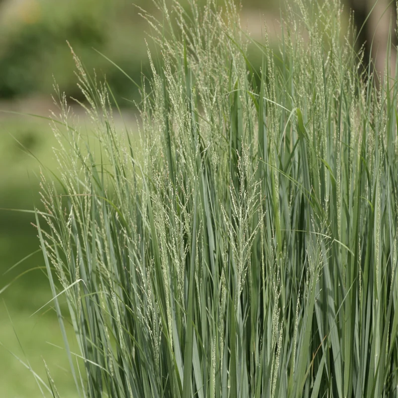 Panicum virgatum 'Northwind' – Panic érigé 'Northwind'