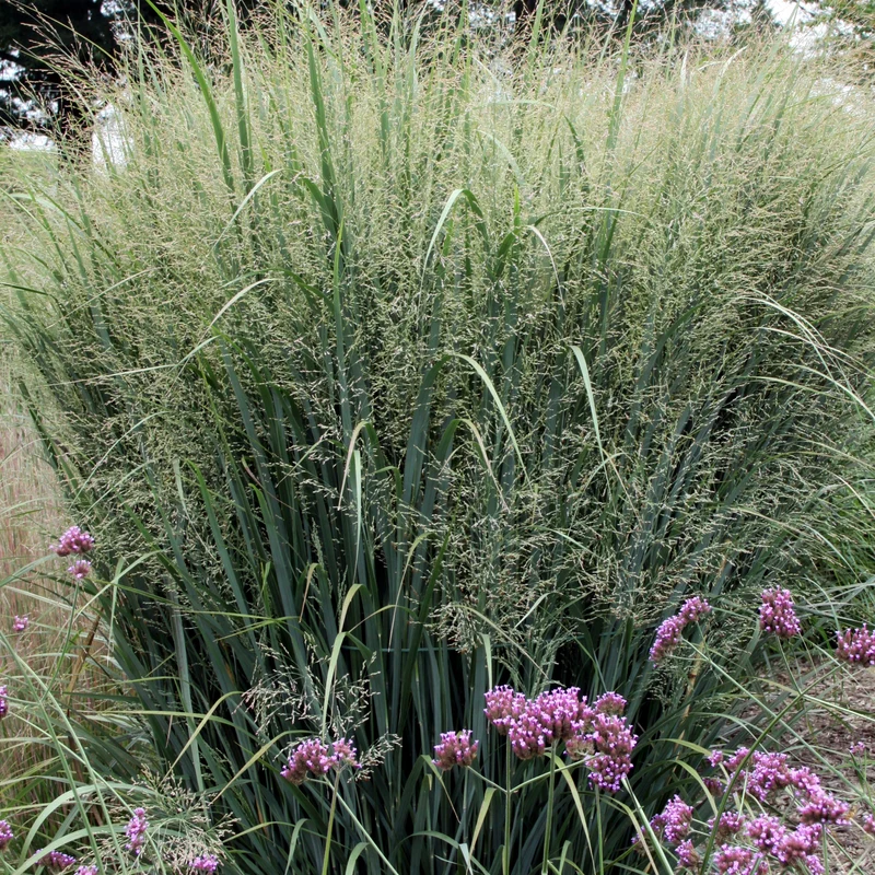 Panicum virgatum 'Northwind' – Panic érigé 'Northwind'