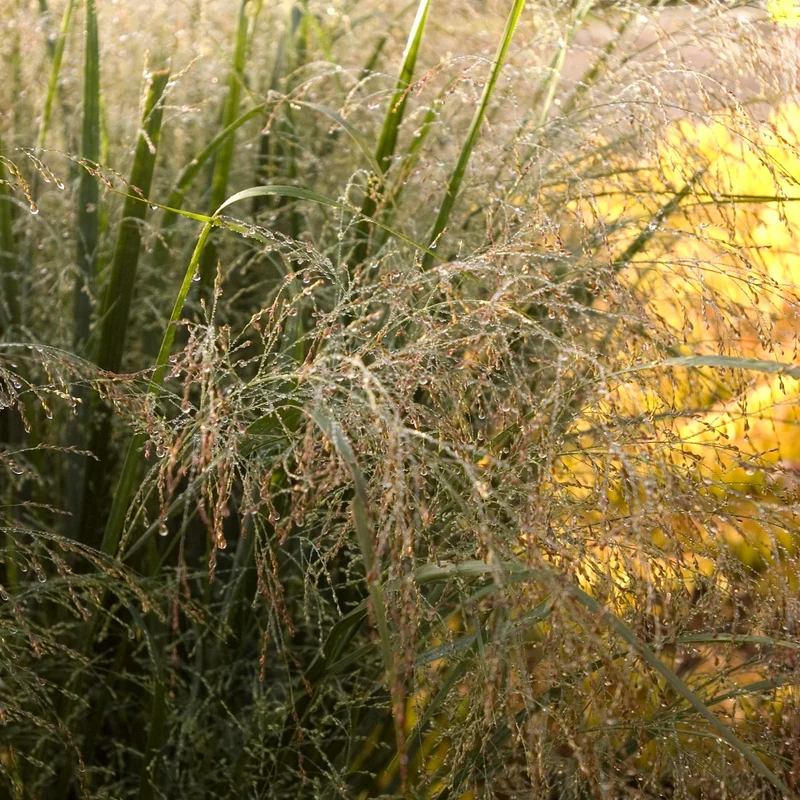 Panicum virgatum 'Northwind' – Panic érigé 'Northwind'