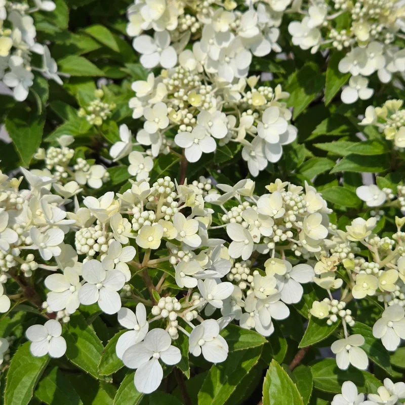 Hydrangea paniculata 'Petite® Star' – Hydrangée 'Petite® Star'