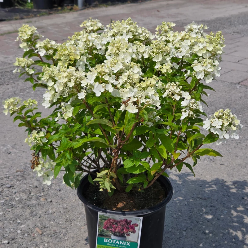 Hydrangea paniculata 'Petite® Star' – Hydrangée 'Petite® Star'