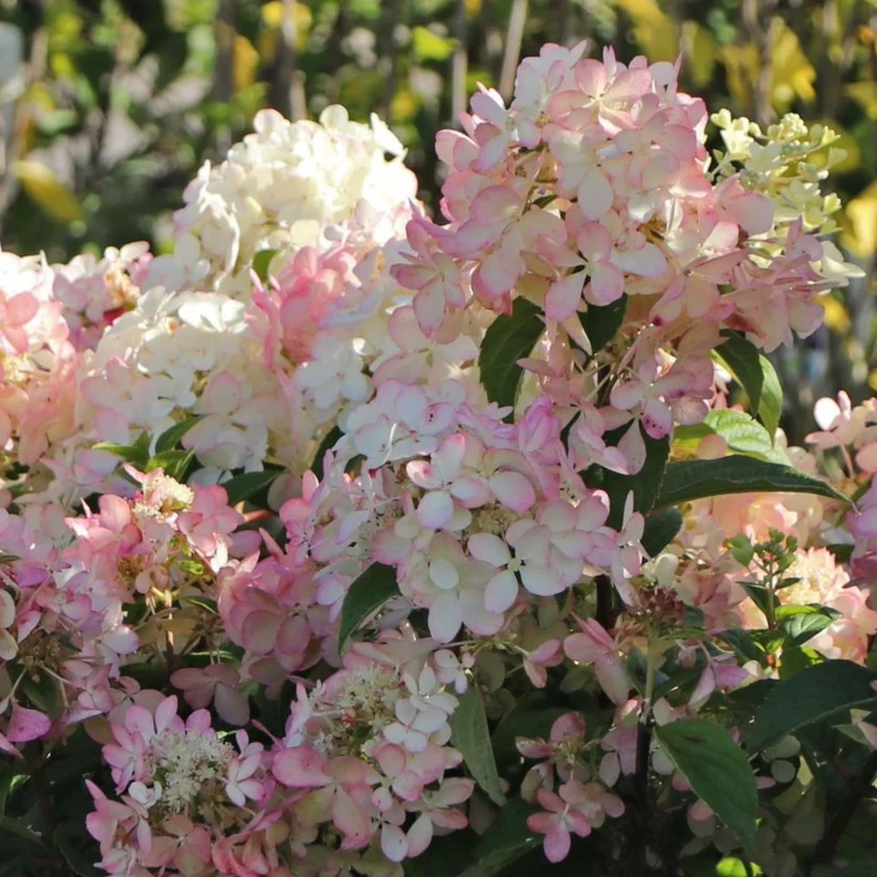 Hydrangea paniculata 'Petite® Star' – Hydrangée 'Petite® Star'