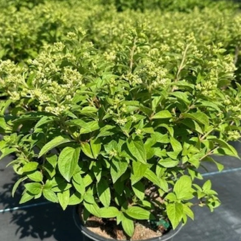 Hydrangea paniculata 'Petite® Star' – Hydrangée 'Petite® Star'
