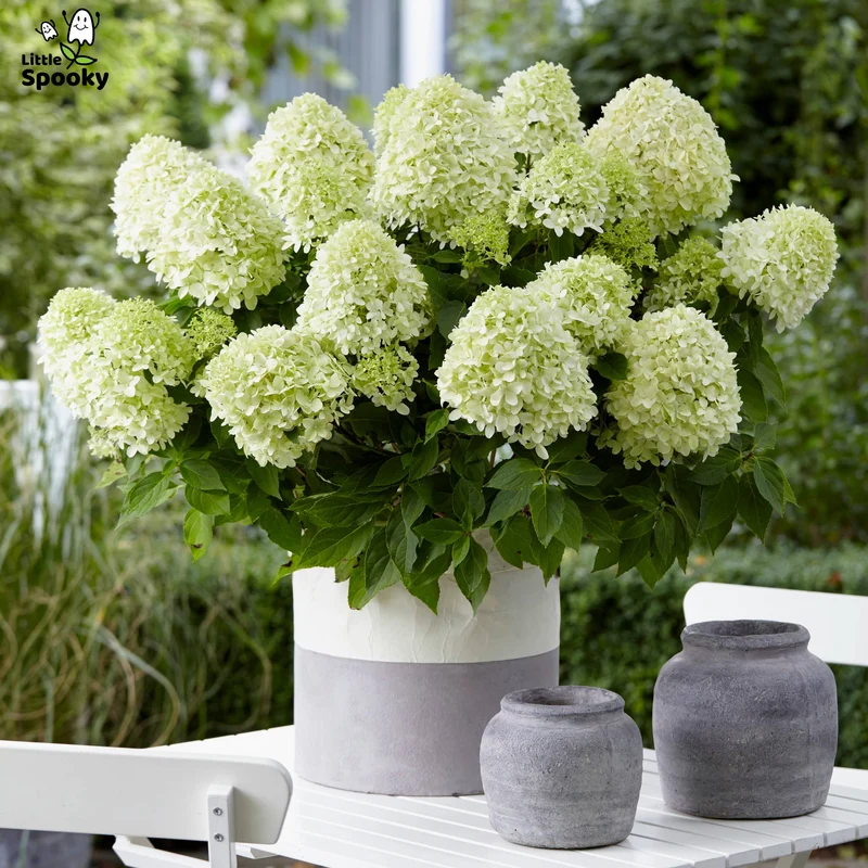 Hydrangea paniculata 'Little Spooky' – Hydrangée 'Little Spooky'