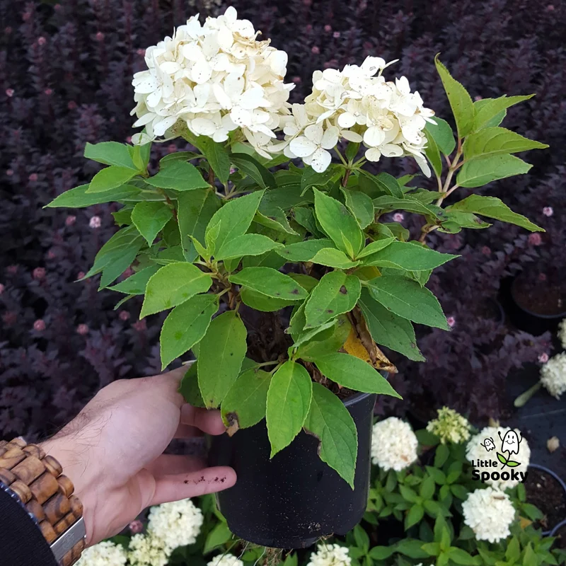 Hydrangea paniculata 'Little Spooky' – Hydrangée 'Little Spooky'