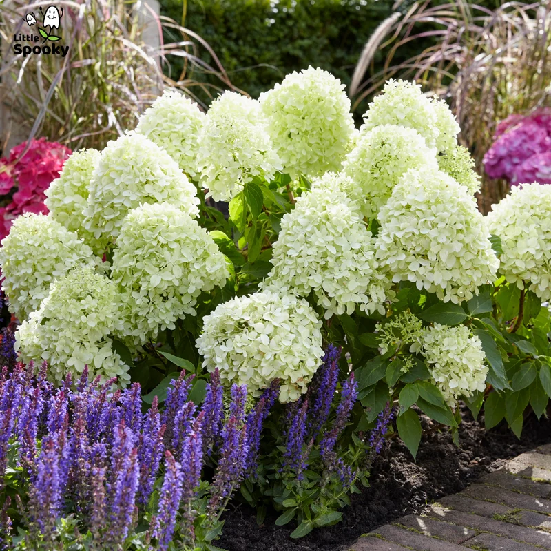 Hydrangea paniculata 'Little Spooky' – Hydrangée 'Little Spooky'