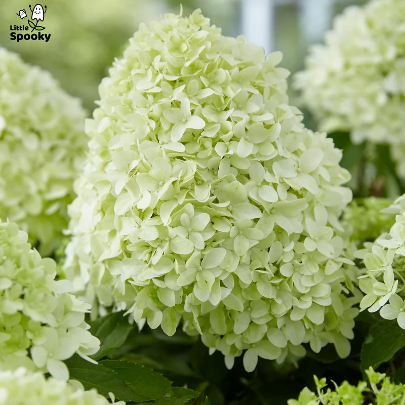 Hydrangea paniculata 'Little Spooky' – Hydrangée 'Little Spooky'
