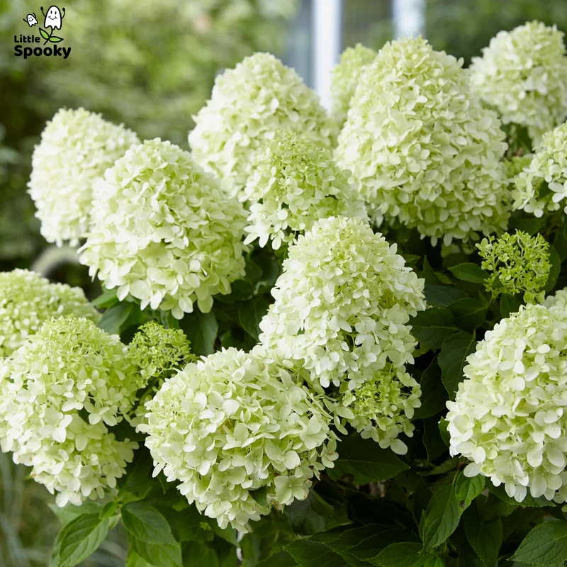 Hydrangea paniculata 'Little Spooky' – Hydrangée 'Little Spooky'