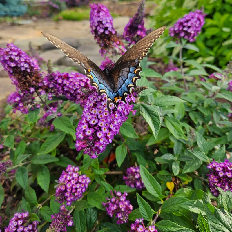 Buddleia Blueberry Pie™ – Buddléia 'Blueberry Pie' (Arbre aux papillons)