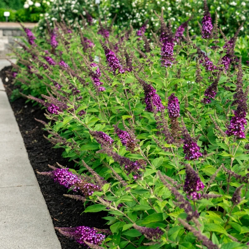 Buddleia Blueberry Pie™ – Buddléia 'Blueberry Pie' (Arbre aux papillons)